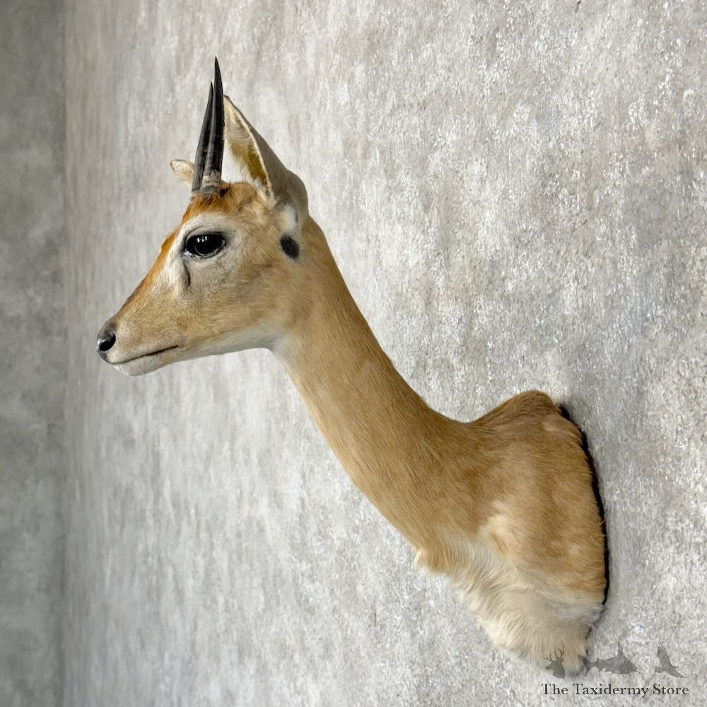 Southern Oribi Shoulder Mount For Sale #28948 @ The Taxidermy Store