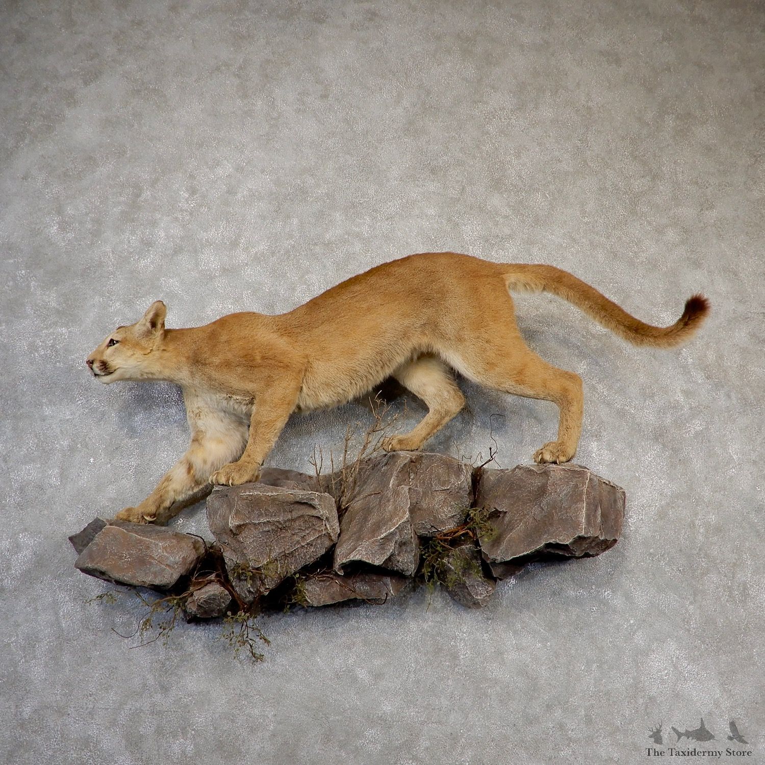 Mountain Lion Life-Size Mount For Sale #18875 @ The Taxidermy Store