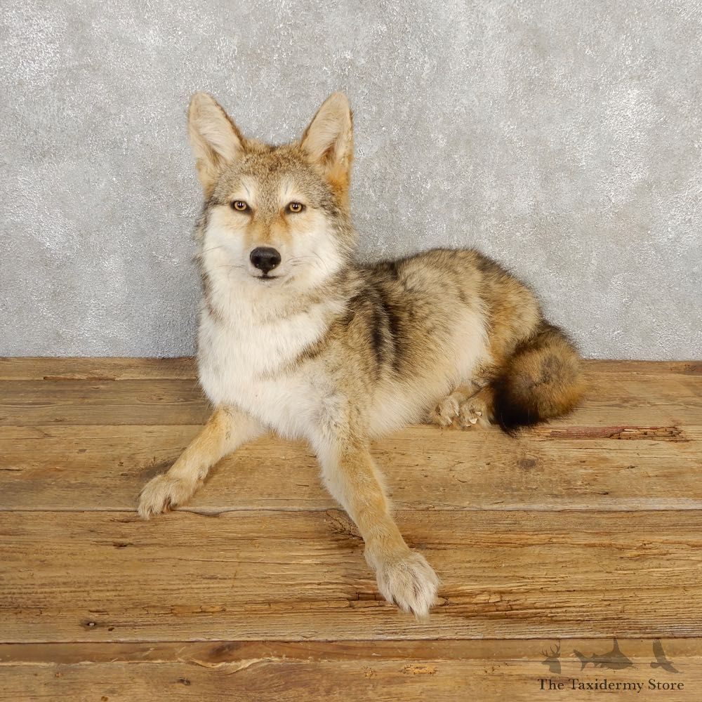Coyote Life-Size Mount For Sale #20229 @ The Taxidermy Store