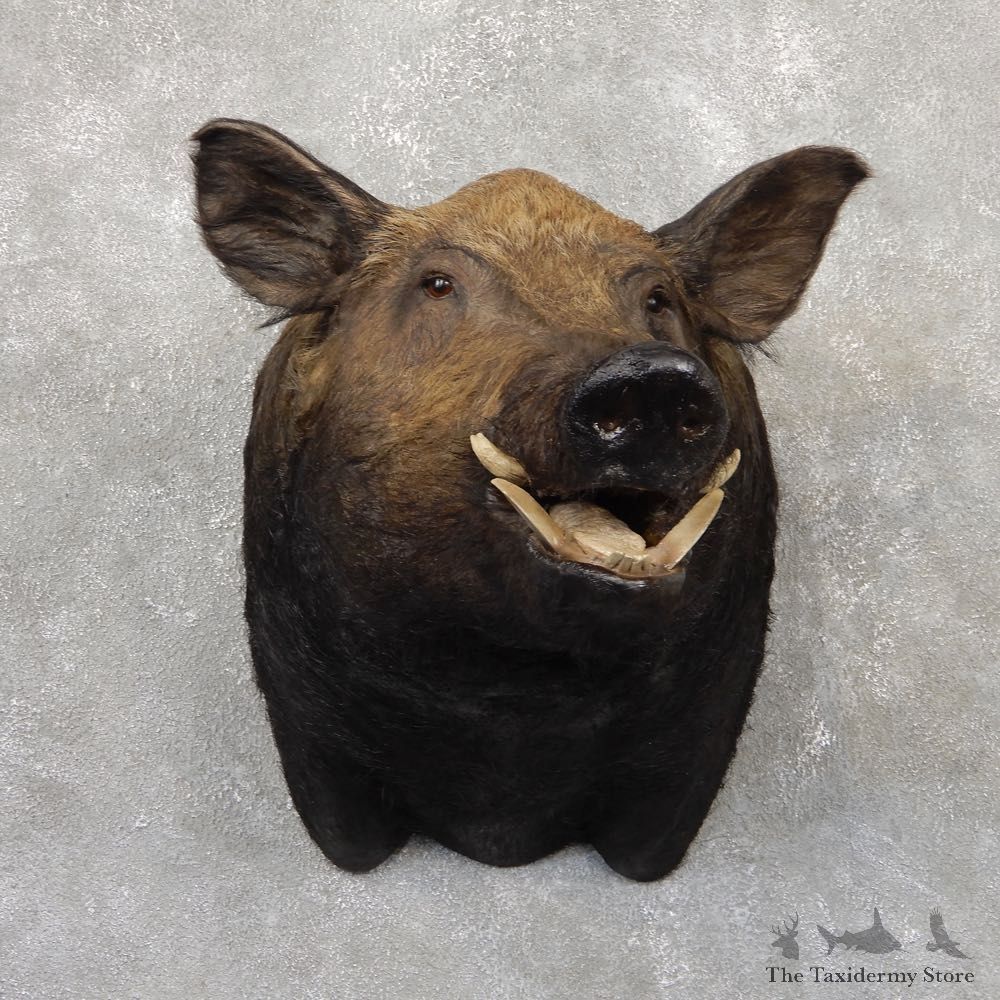 Hogzilla Wild Boar Taxidermy Shoulder Mount #18869 For Sale @ The Taxidermy Store