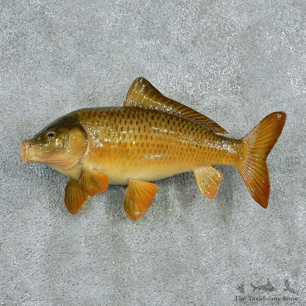 Grass Carp Taxidermy Fish Mount M1 #12795 For Sale @ The Taxidermy Store