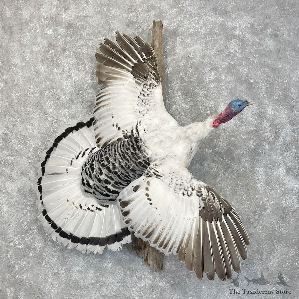 Royal Palm Turkey Bird Mount For Sale #28502 @ The Taxidermy Store