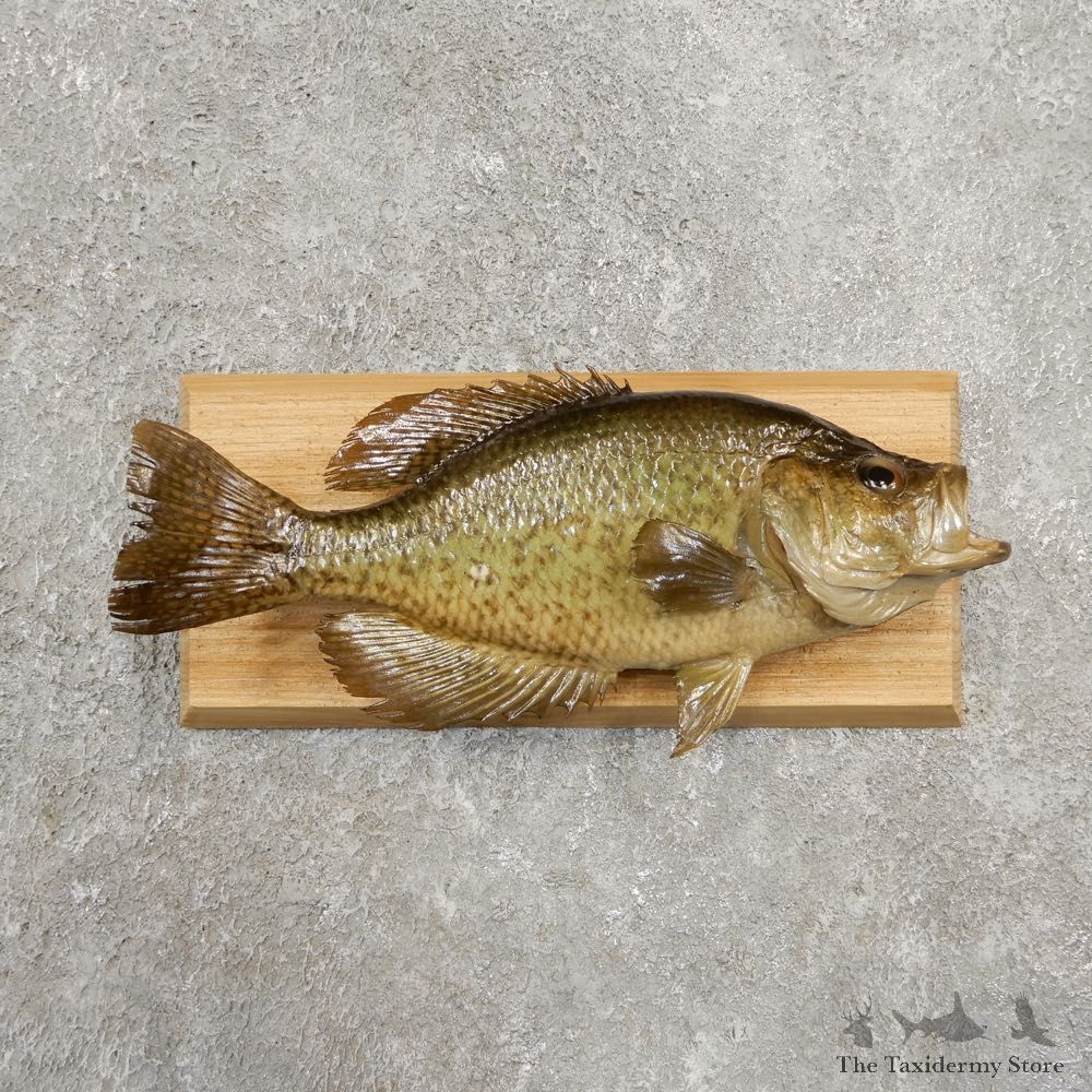Black Crappie Taxidermy Fish Mount #20935 For Sale @ The Taxidermy Store