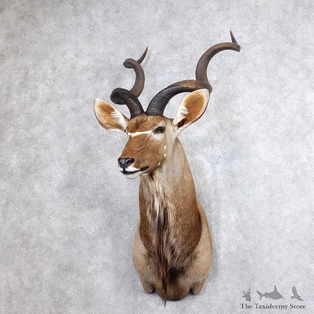 Greater Kudu Shoulder Mount For Sale #18648 @ The Taxidermy Store