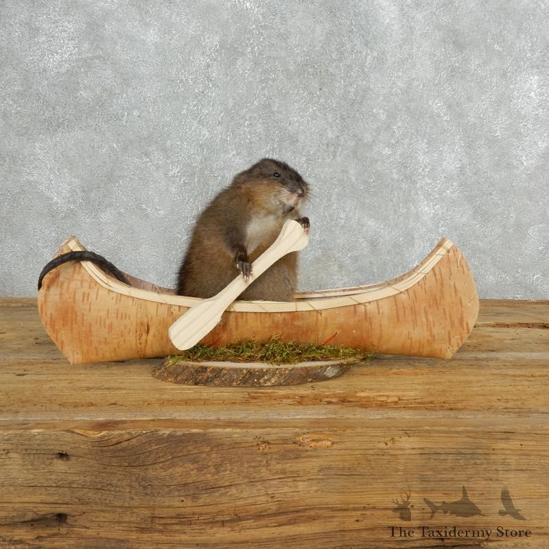 Canoeing Muskrat Novelty Mount For Sale #18156 @ The Taxidermy Store