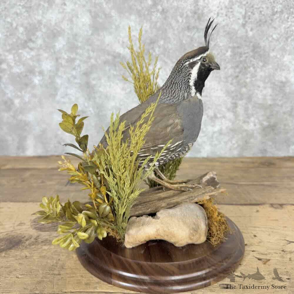 California Quail Bird Mount For Sale #32039 @ The Taxidermy Store