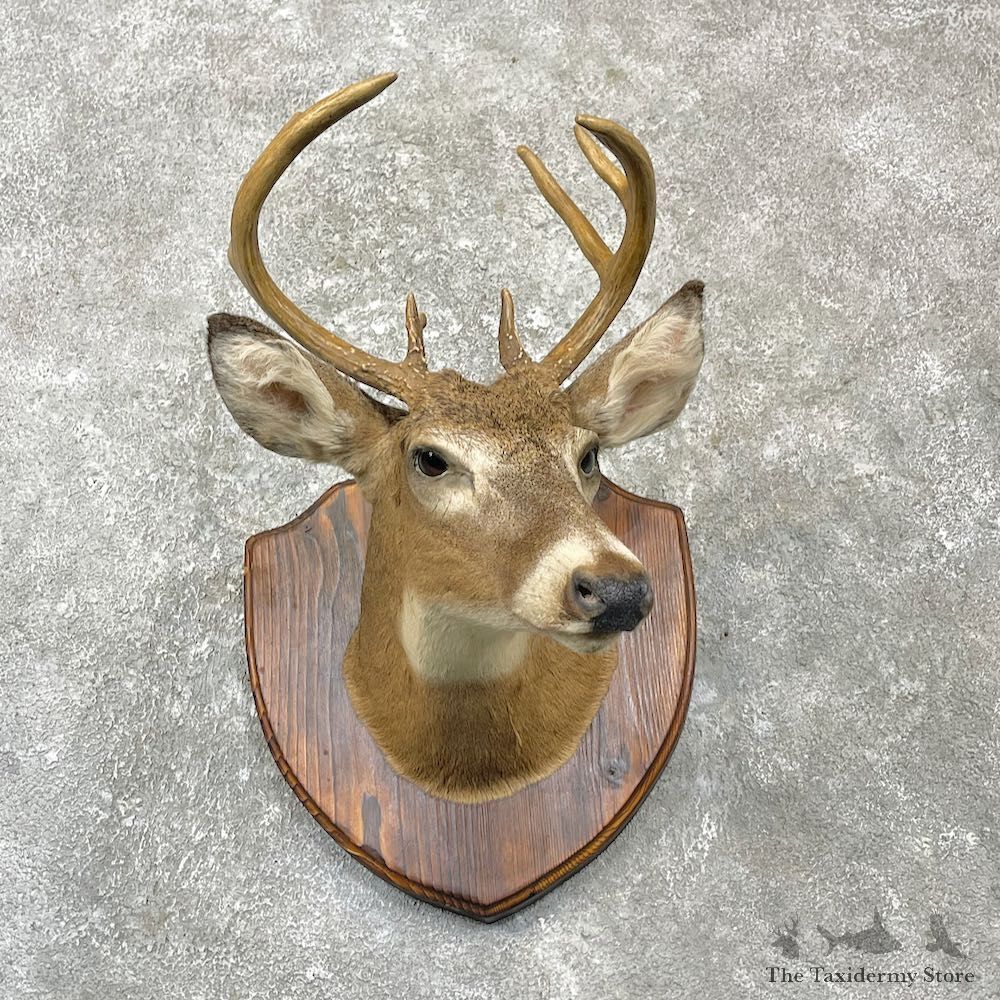 Whitetail Deer Shoulder Mount For Sale #27154 @ The Taxidermy Store