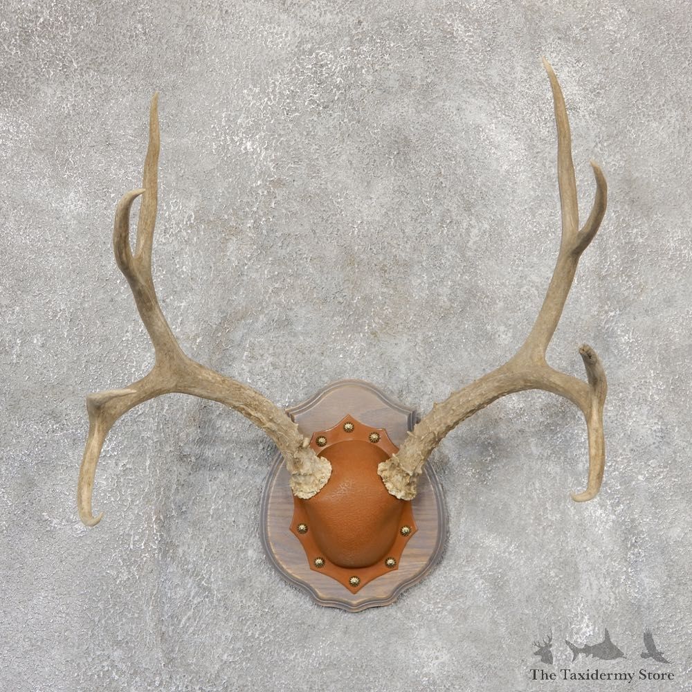 Mule Deer Taxidermy Plaque #19007 For Sale @ The Taxidermy Store