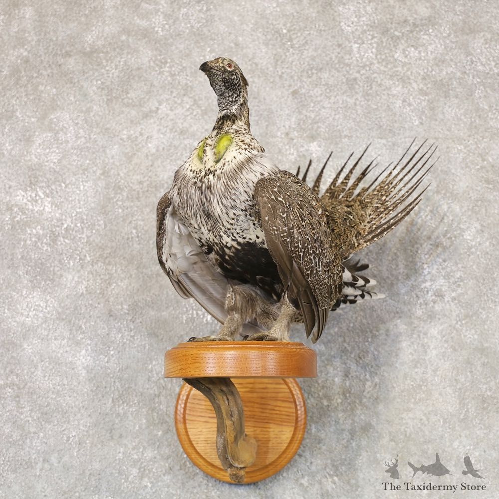Greater Sage Grouse Bird Mount For Sale #22528 @ The Taxidermy Store