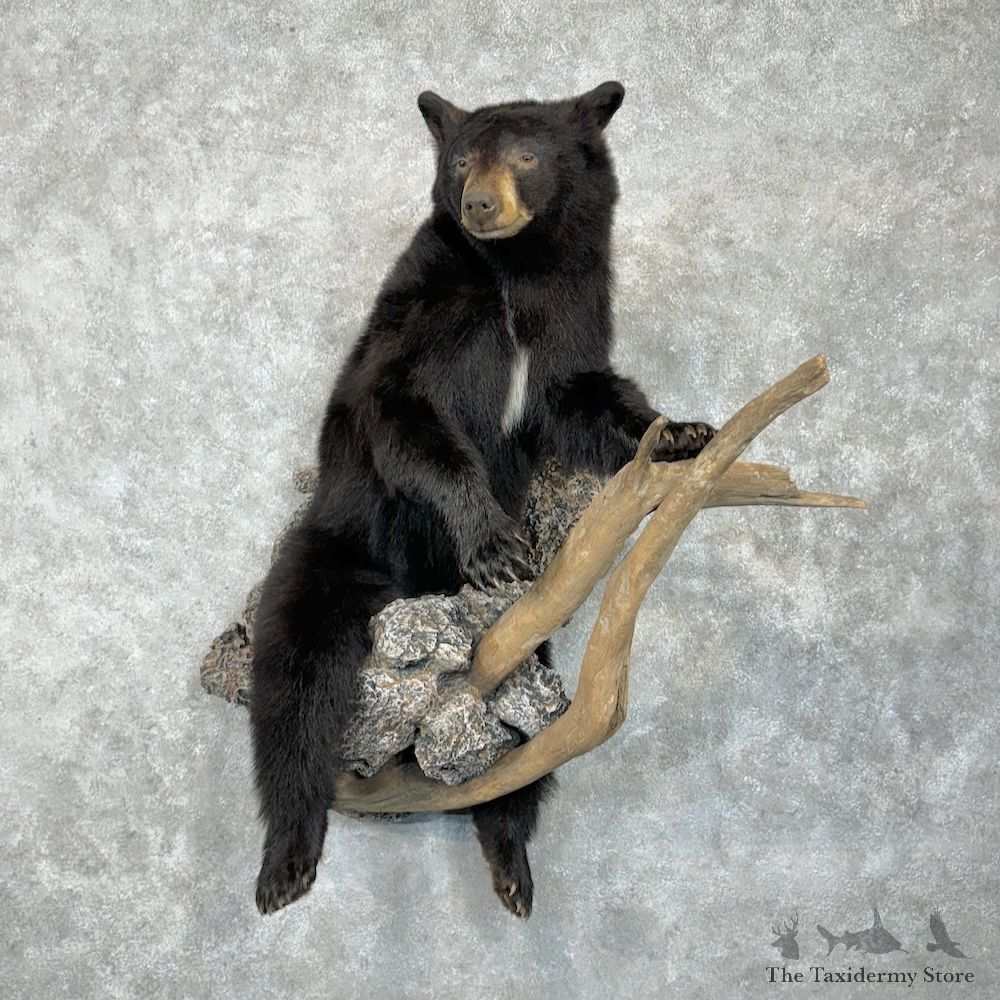 Black Bear Life-Size Mount For Sale #29640 @ The Taxidermy Store