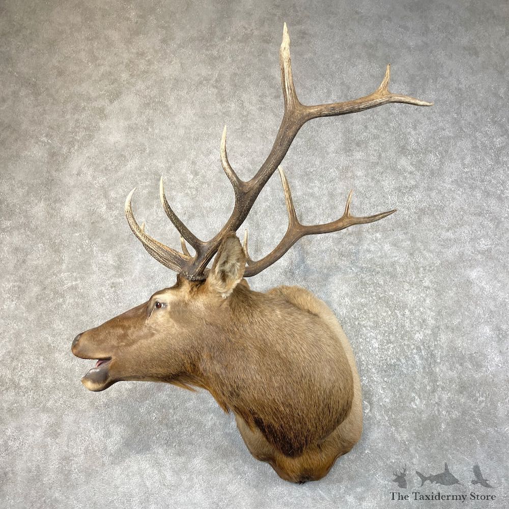 Rocky Mountain Elk Shoulder Mount For Sale #26066 @ The Taxidermy Store