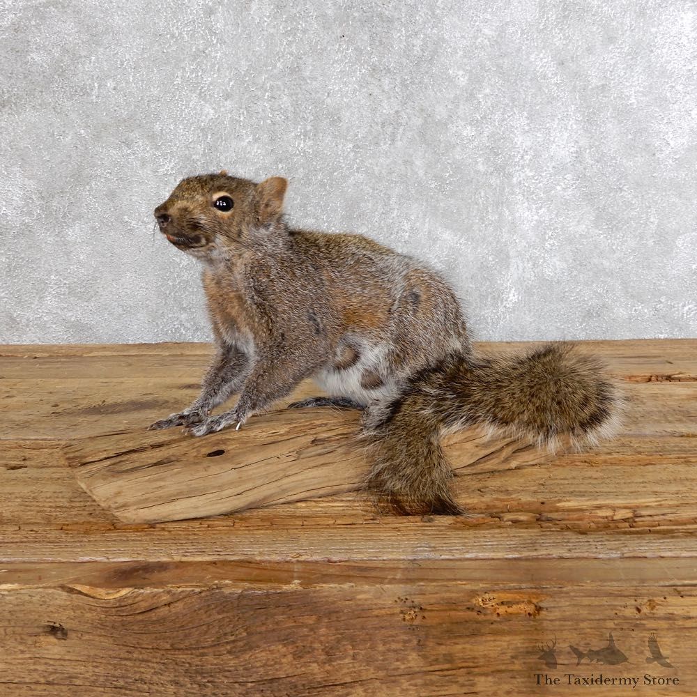 Grey Squirrel Mount For Sale #18577 @ The Taxidermy Store