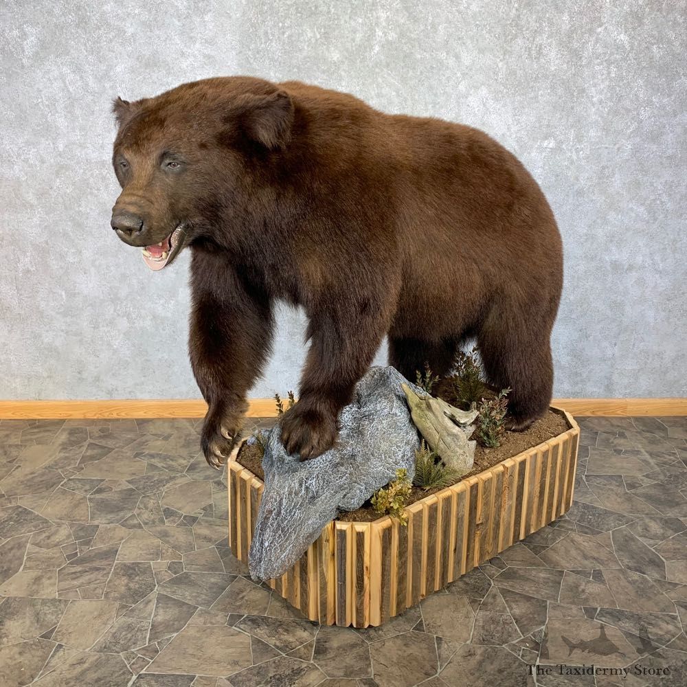 Cinnamon Phase Black Bear Life-Size Mount For Sale #23155 @ The Taxidermy Store