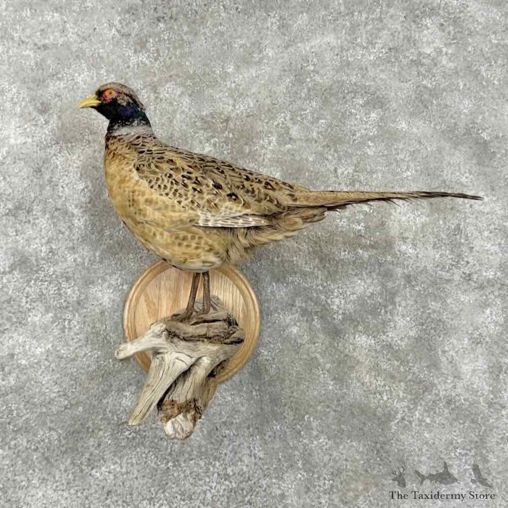 Buff Ringneck Pheasant Bird Mount For Sale #31505 @ The Taxidermy Store