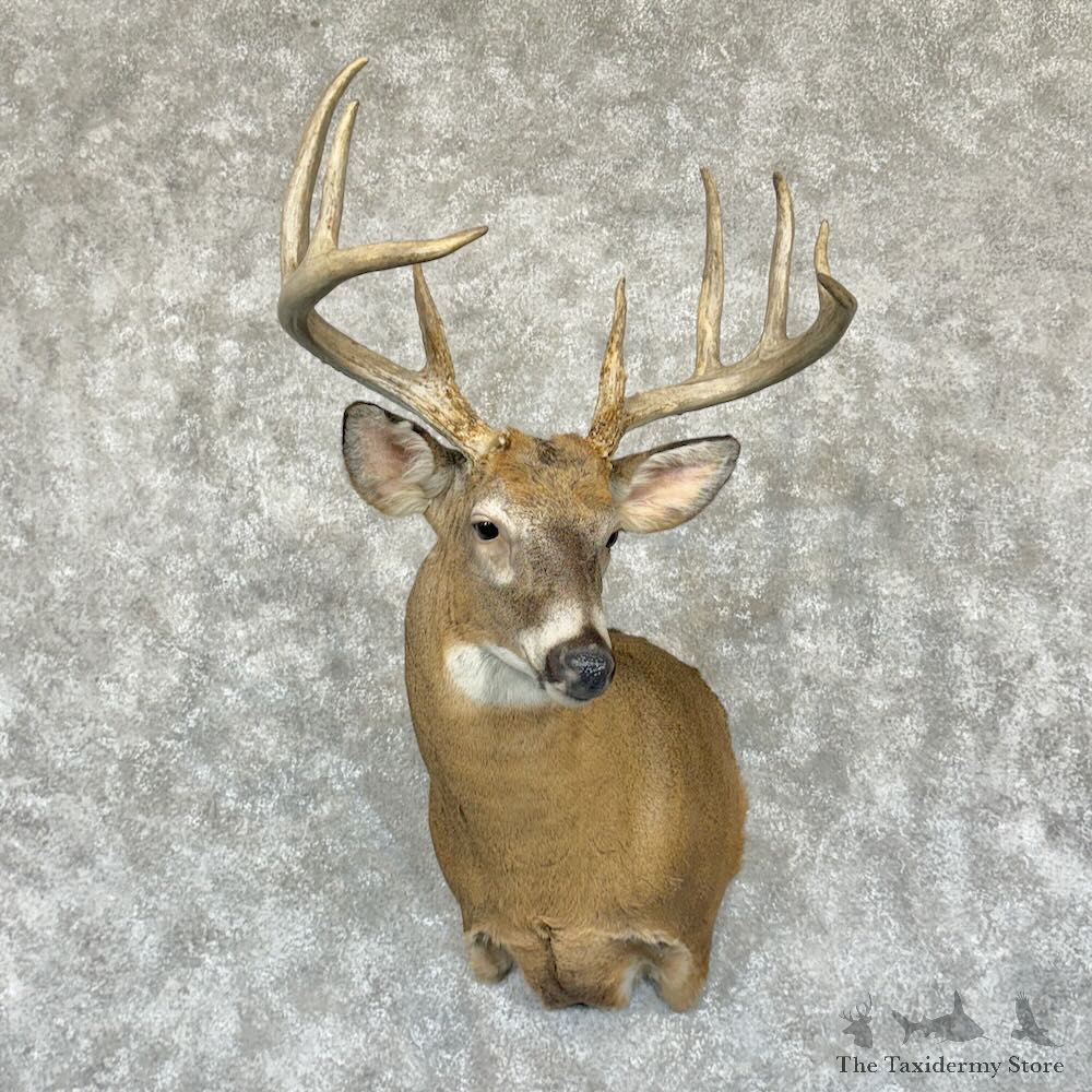 Whitetail Deer Shoulder Mount For Sale #29184 @ The Taxidermy Store