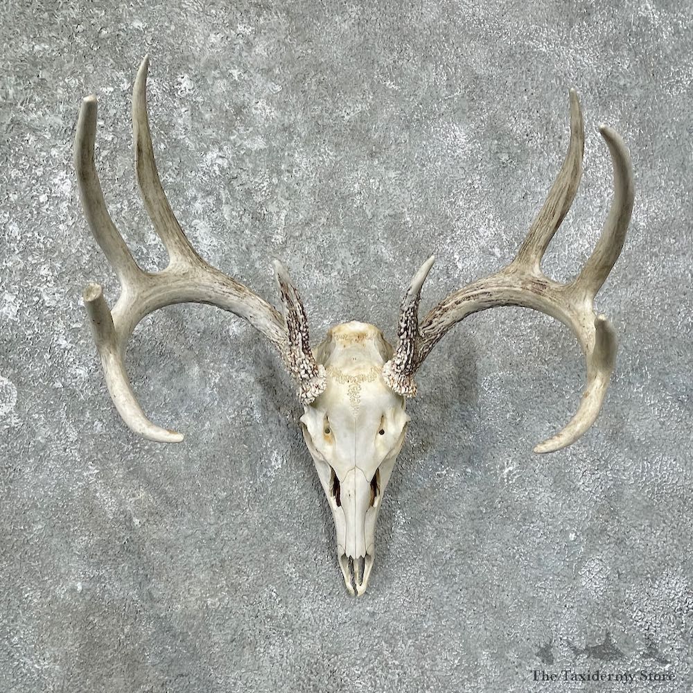 Whitetail Deer Skull European Mount For Sale #25672 @ The Taxidermy Store