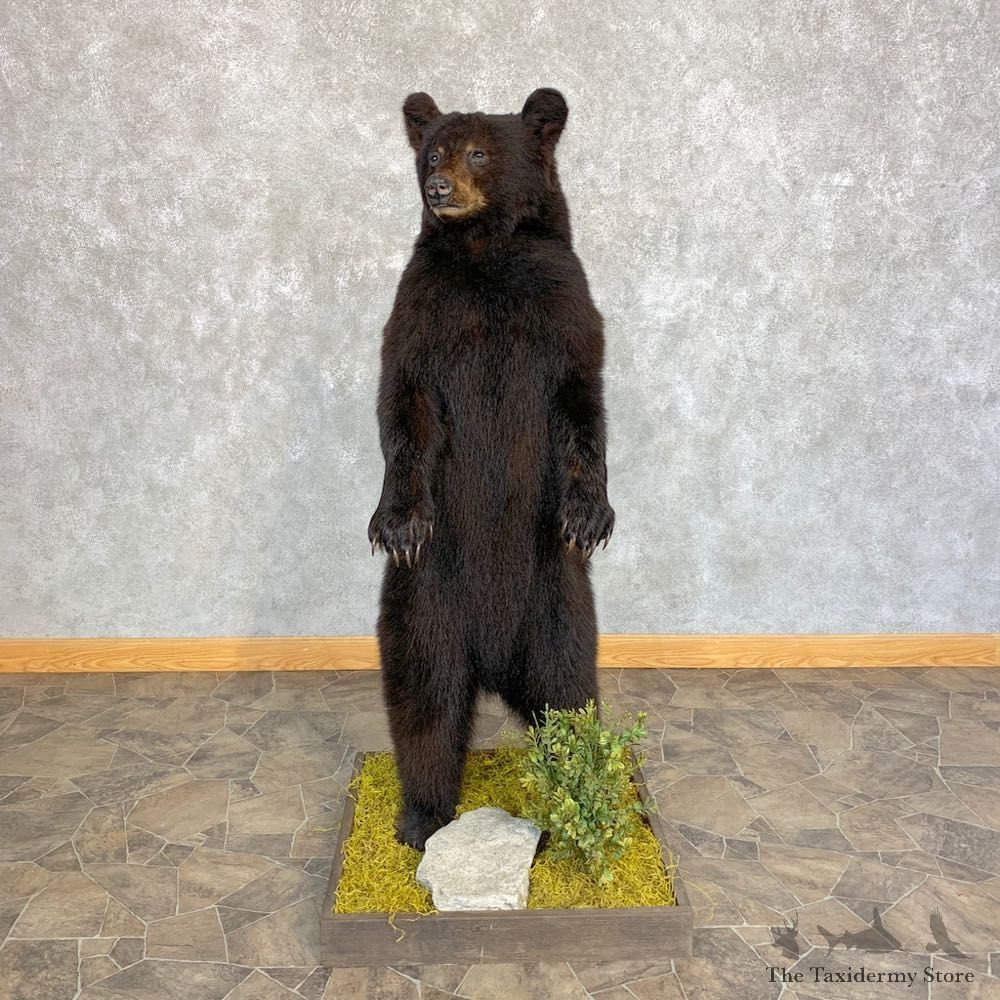 Black Bear Cub Taxidermy Mount #21352 For Sale @ The Taxidermy Store