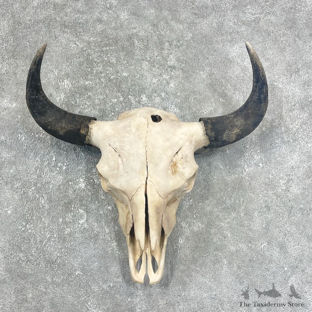 Bison Skull Mount For Sale #25896 @ The Taxidermy Store
