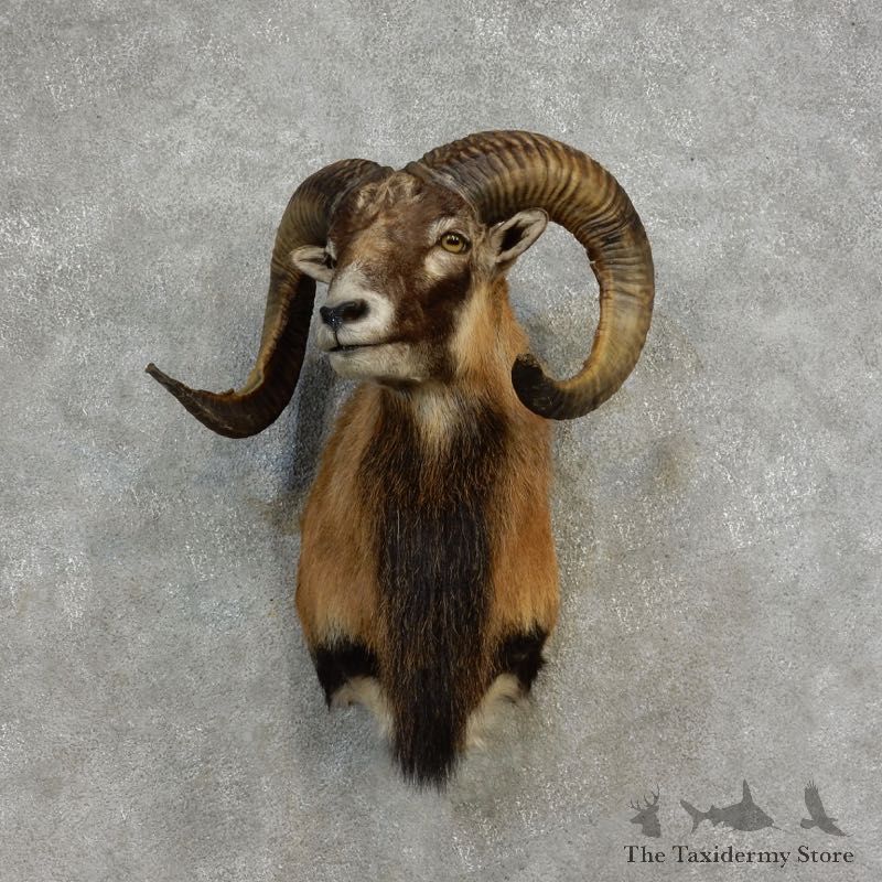 Corsican Ram Shoulder Mount For Sale #17183 @ The Taxidermy Store