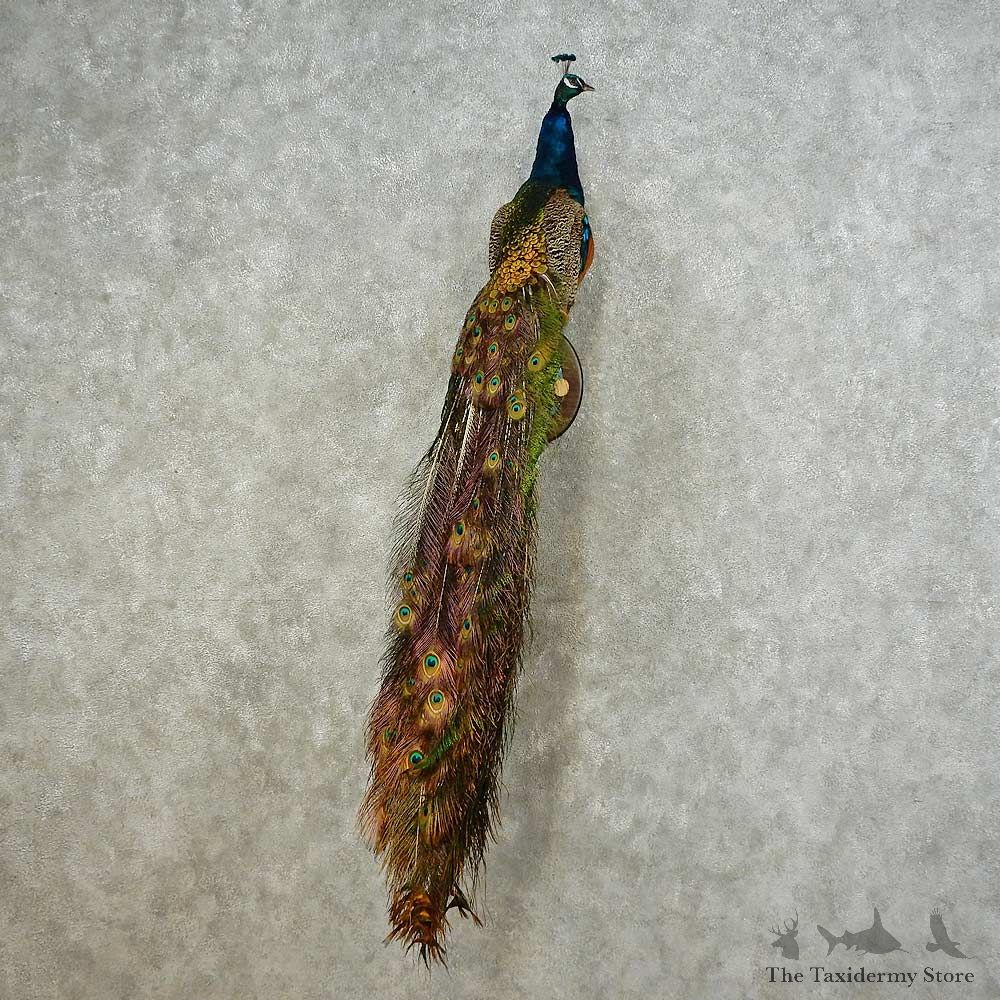 Indian Peacock Bird Mount For Sale #16227 @ The Taxidermy Store