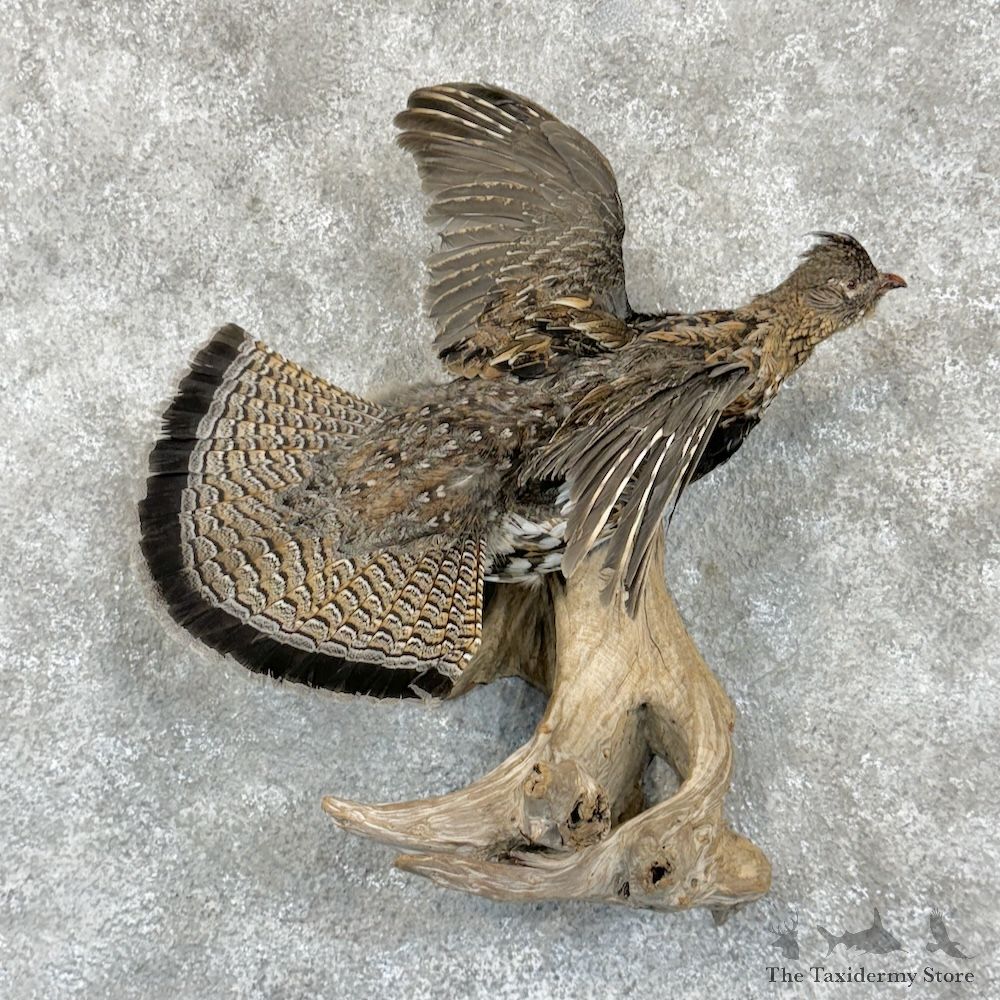Ruffed Grouse Bird Mount For Sale #29408 @ The Taxidermy Store