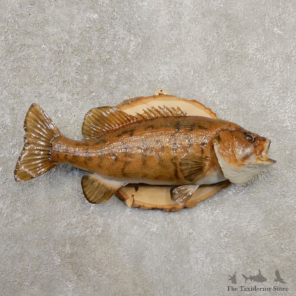 Smallmouth Bass Taxidermy Fish Mount #20582 For Sale @ The Taxidermy Store