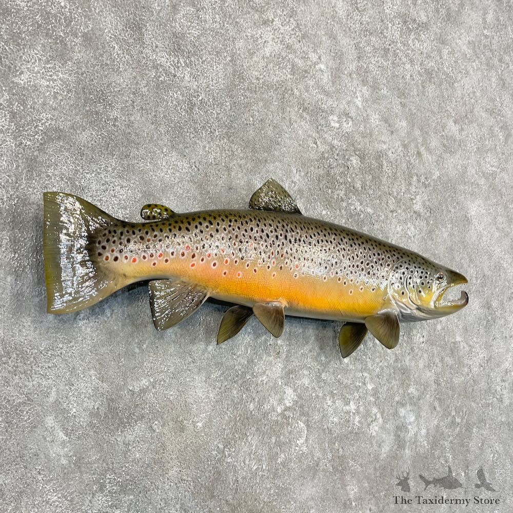 Brown Trout Fish Mount For Sale #27557 @ The Taxidermy Store