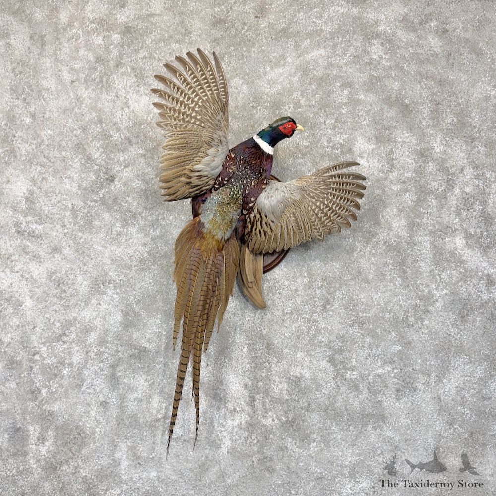 Ringneck Pheasant Bird Mount For Sale #30165 @ The Taxidermy Store