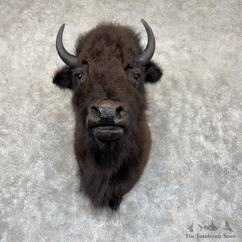 American Buffalo Shoulder Mount For Sale #30025 @ The Taxidermy Store