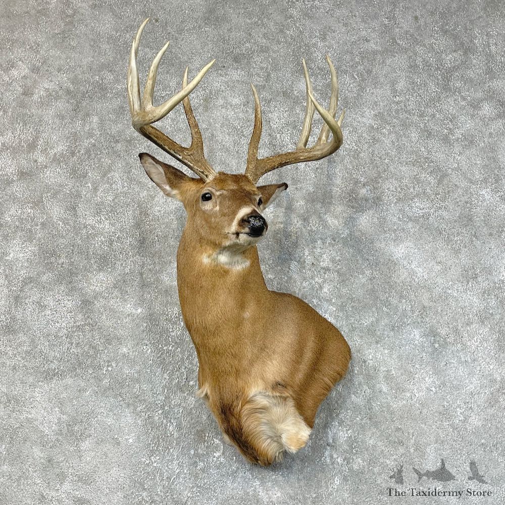 Whitetail Deer Shoulder Mount #25418 For Sale - The Taxidermy Store