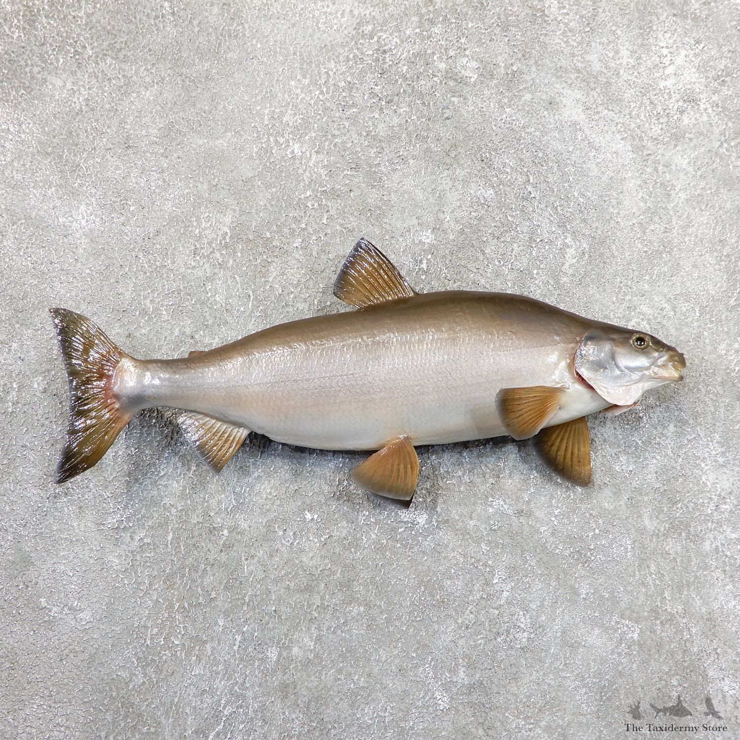 Cisco Taxidermy Fish Mount #19677 For Sale @ The Taxidermy Store