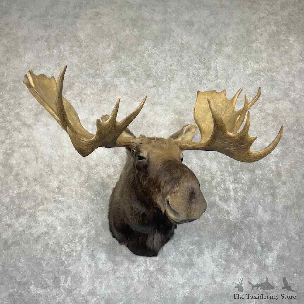Eastern Canadian (Maine) Moose Shoulder Mount For Sale #31012 @ The Taxidermy Store