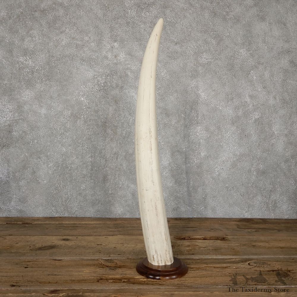 Walrus Tusk Replica Mount For Sale #18895 @ The Taxidermy Store