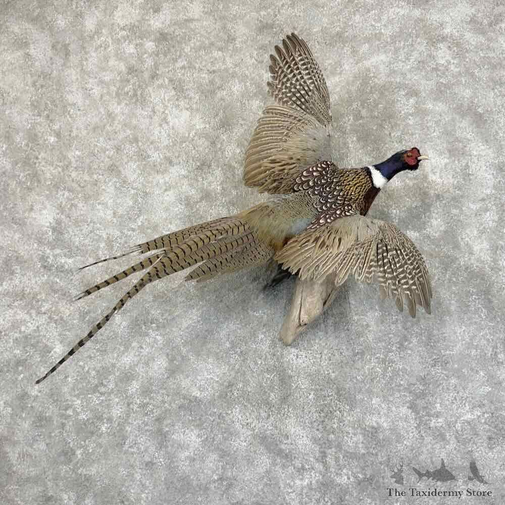 Ringneck Pheasant Bird Mount For Sale #31157 @ The Taxidermy Store
