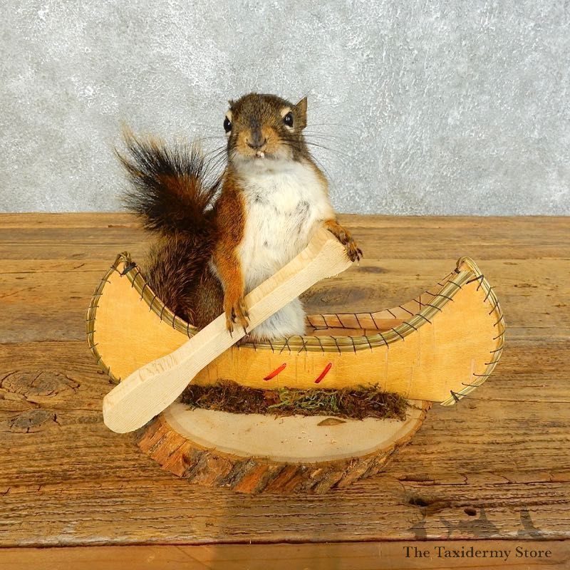 Canoe Red Squirrel Novelty Mount For Sale #18481 @ The Taxidermy Store