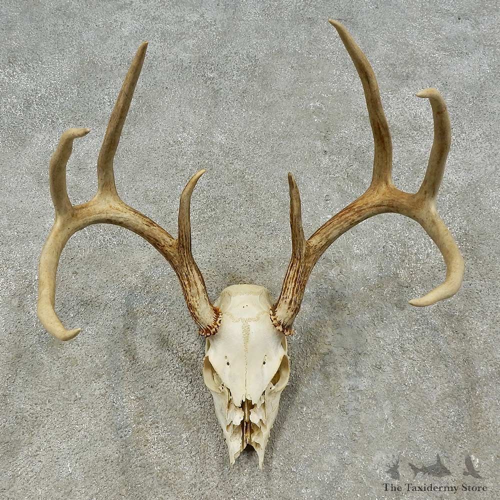 Whitetail Deer Skull European Mount For Sale #16195 @ The Taxidermy Store