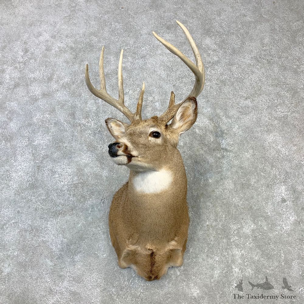 Whitetail Deer Shoulder Mount #23105 For Sale - The Taxidermy Store