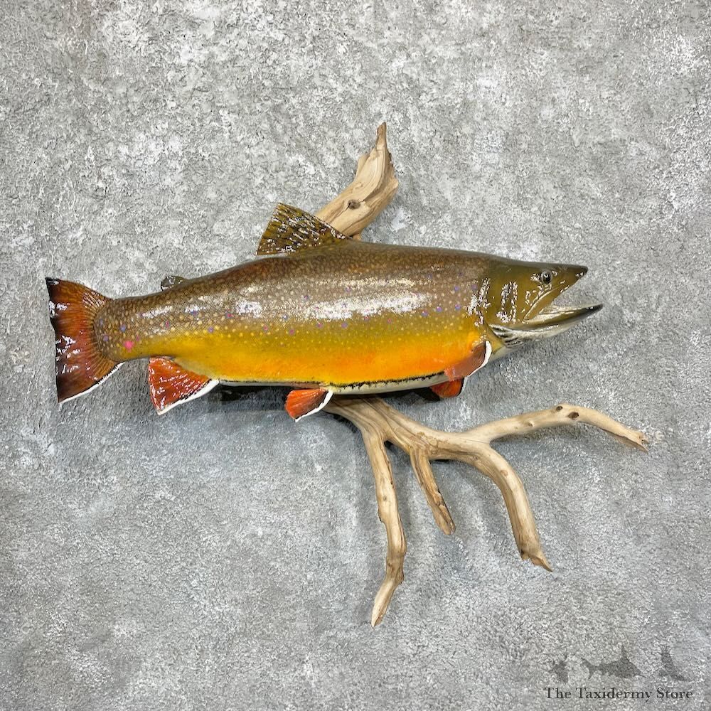 Brook Trout Fish Mount For Sale #27815 @ The Taxidermy Store