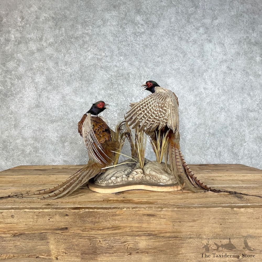 Ringneck Pheasant Bird Mount For Sale #25800 @ The Taxidermy Store