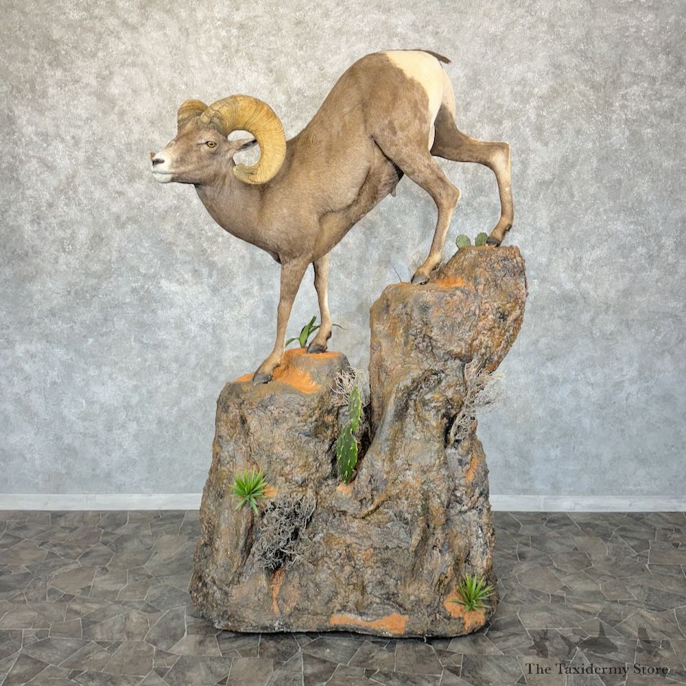 Desert Bighorn Sheep Mount For Sale #29254 @ The Taxidermy Store