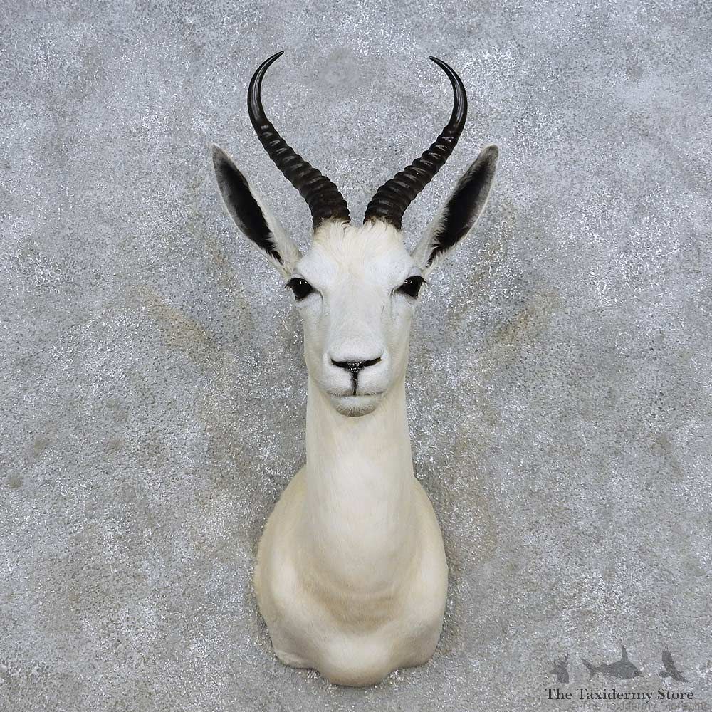 White Springbok Shoulder Mount For Sale #14246 @ The Taxidermy Store