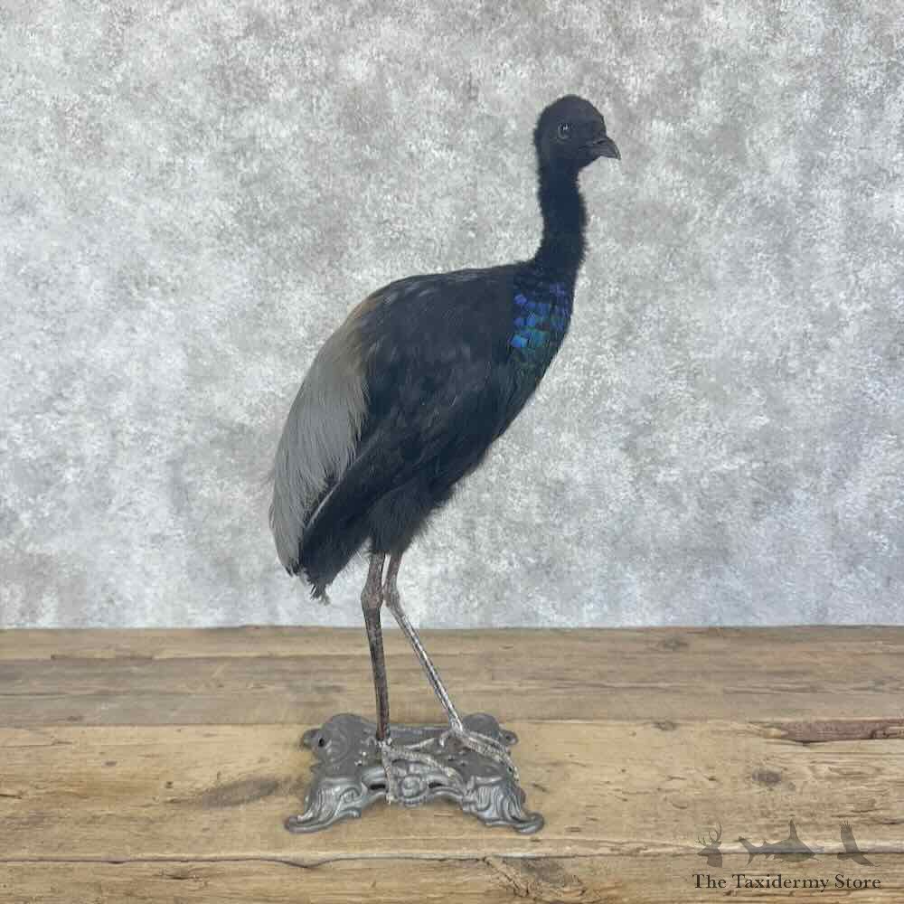 Grey-Winged Trumpeter Bird Mount For Sale #30700 @ The Taxidermy Store
