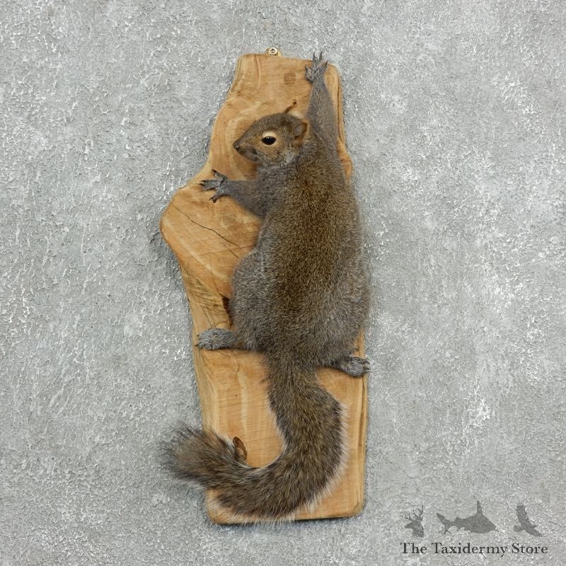 Grey Squirrel Life-Size Mount For Sale #18118 @ The Taxidermy Store