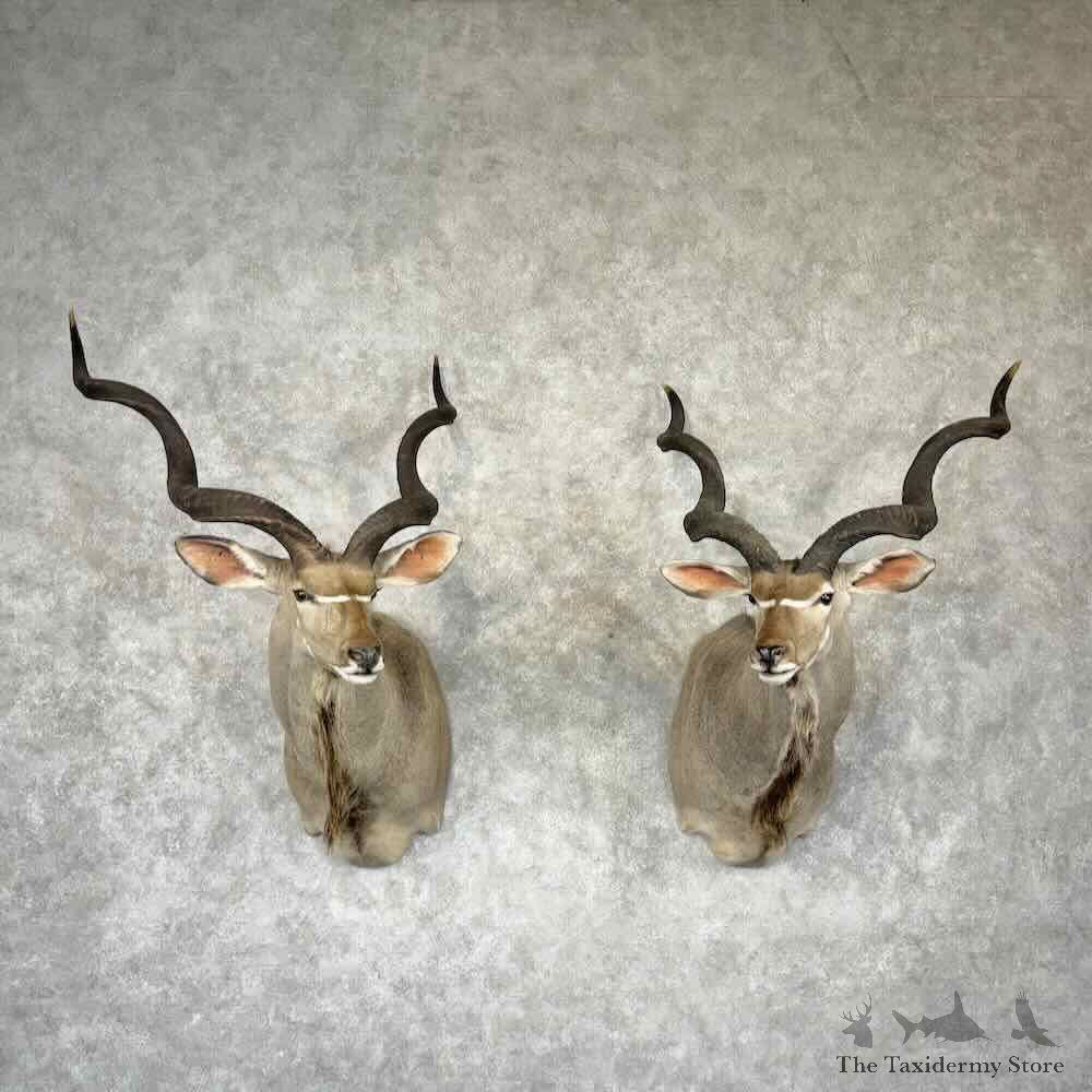 Greater Kudu Pair Shoulder Mount For Sale #30404 @ The Taxidermy Store