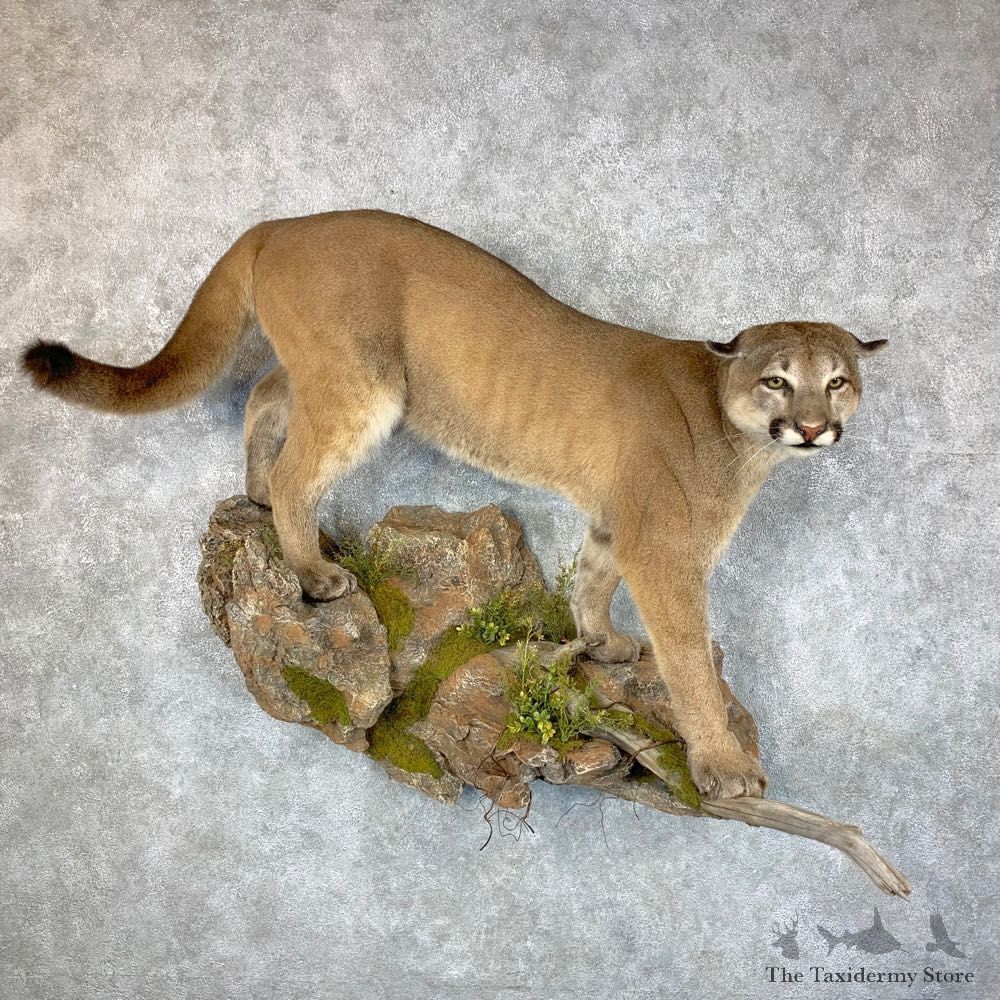 Mountain Lion Life-Size Mount For Sale #23661 @ The Taxidermy Store