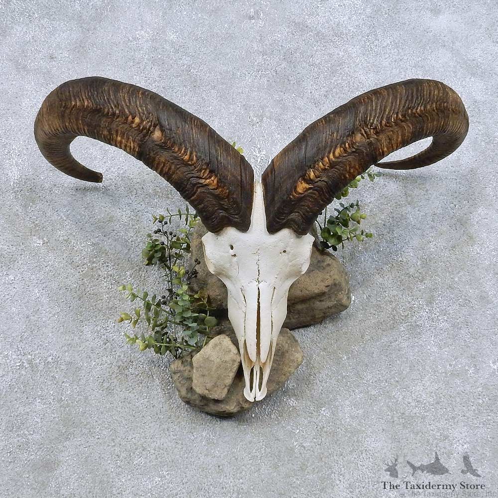 Aoudad Skull & Horn European Mount For Sale #14891 @ The Taxidermy Store