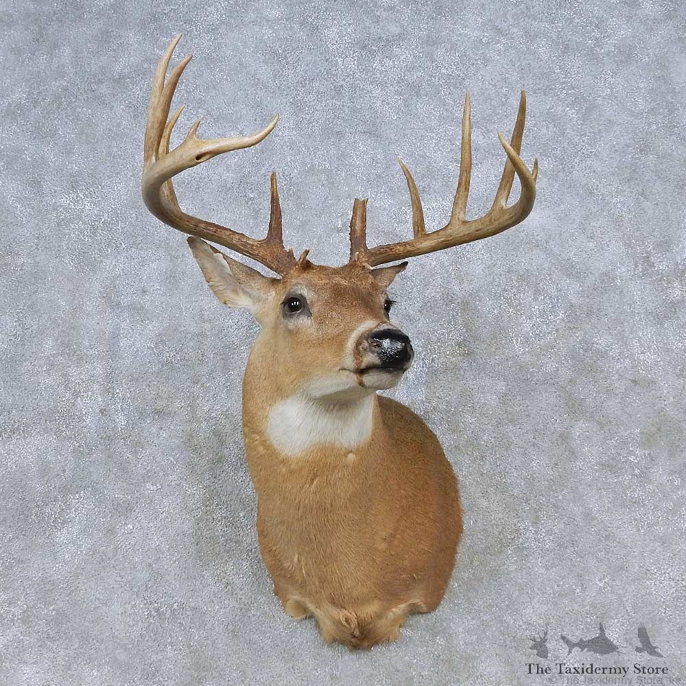 Whitetail Deer Shoulder Mount For Sale #14795 @ The Taxidermy Store