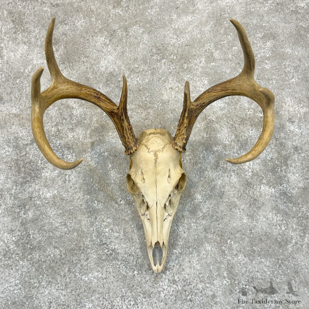 Whitetail Deer Skull European Mount For Sale #29242 @ The Taxidermy Store
