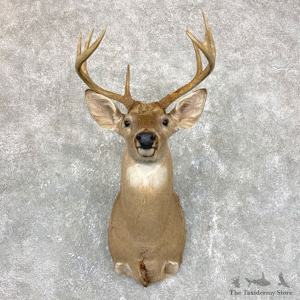 Whitetail Deer Taxidermy Shoulder Mount For Sale #23817 @ The Taxidermy Store