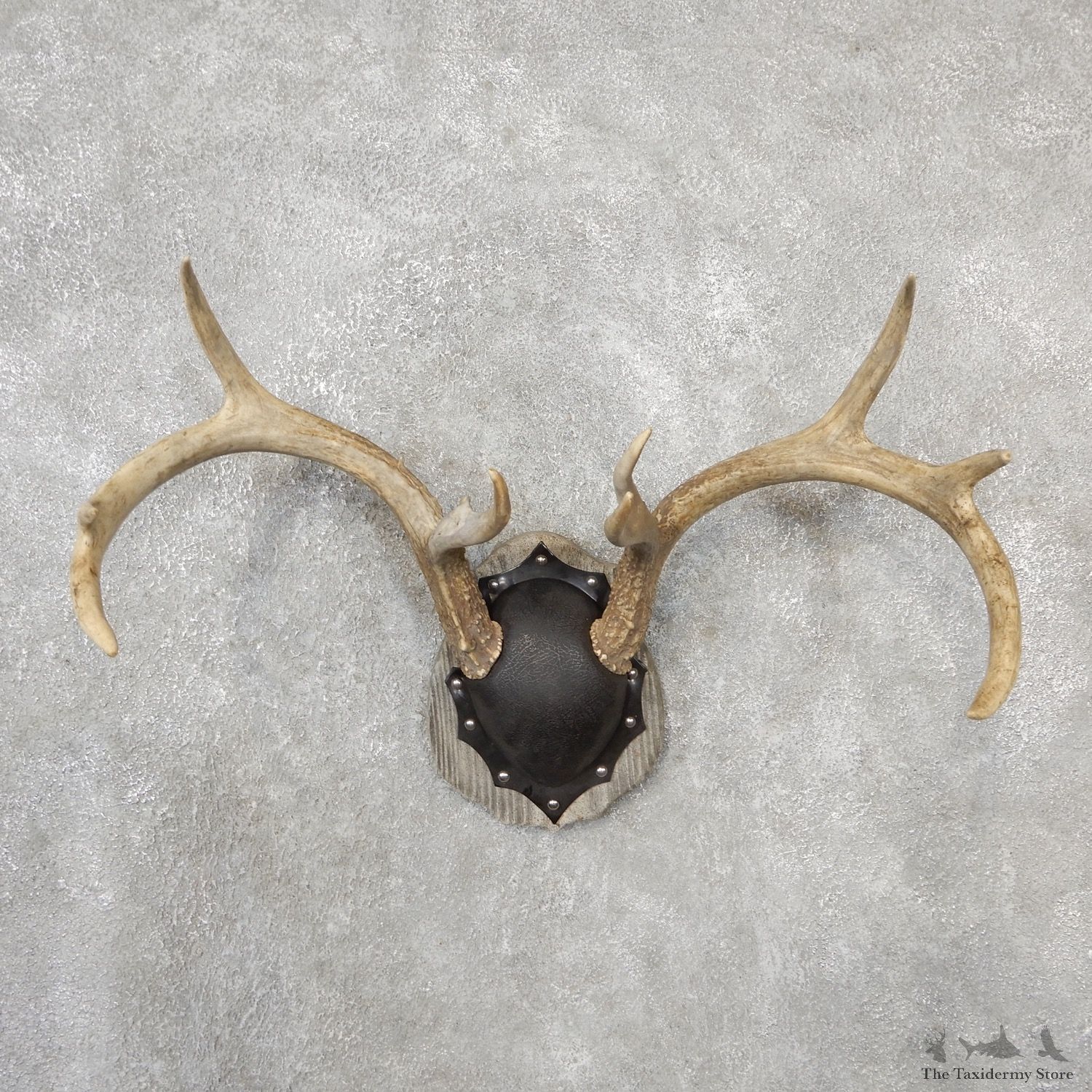 Whitetail Deer Antler Plaque Mount For Sale #19121 @ The Taxidermy Store